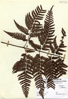 藏品(落鱗鱗毛蕨)的圖片